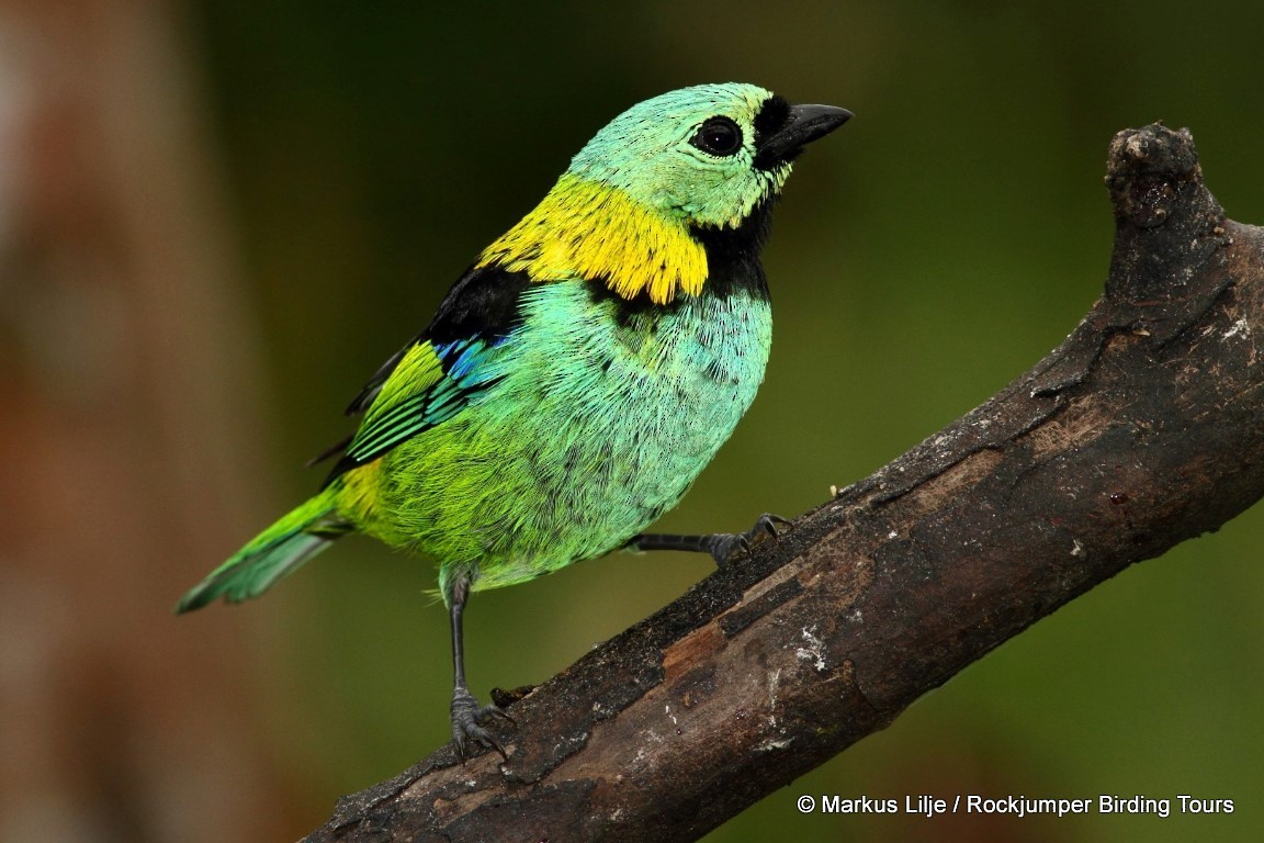 Green-headed Tanager - ML206161811