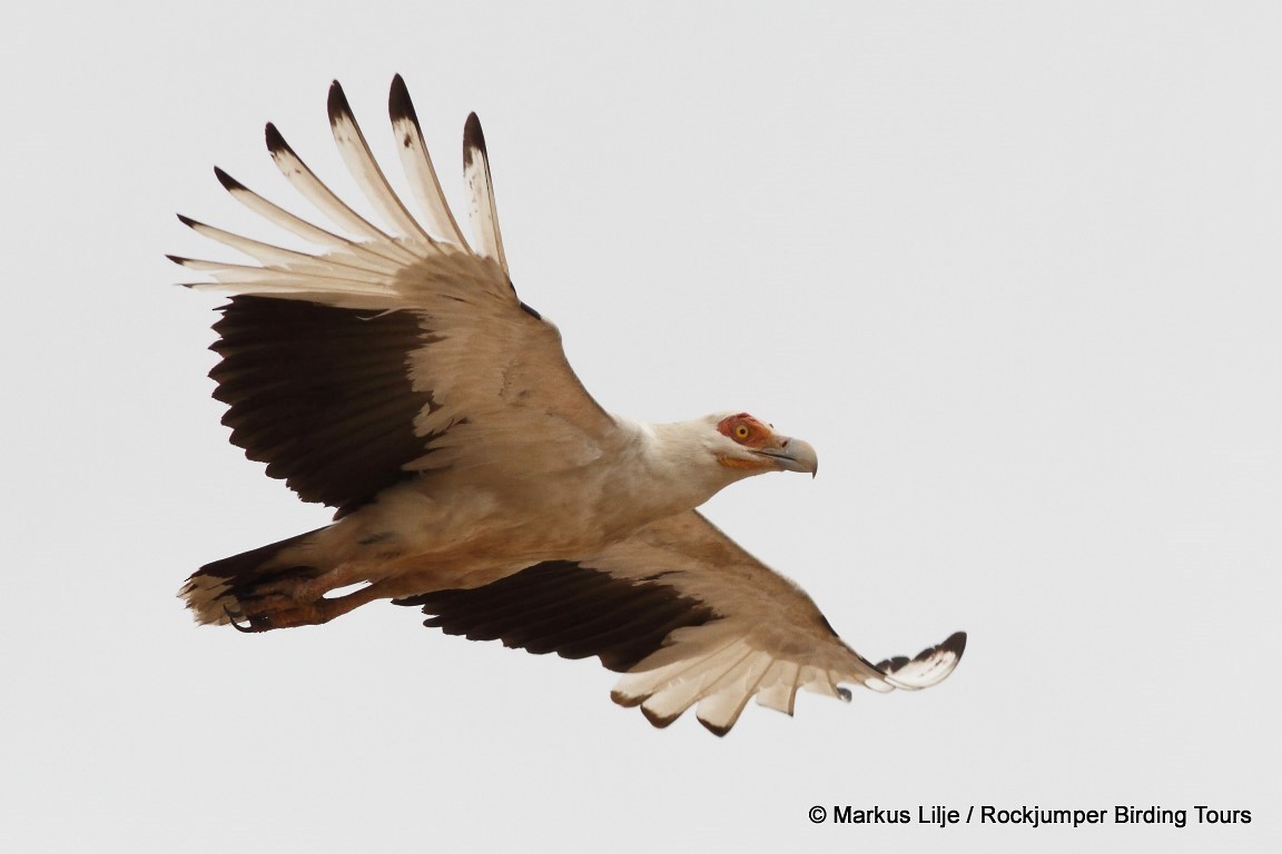 Palm-nut Vulture - Markus Lilje