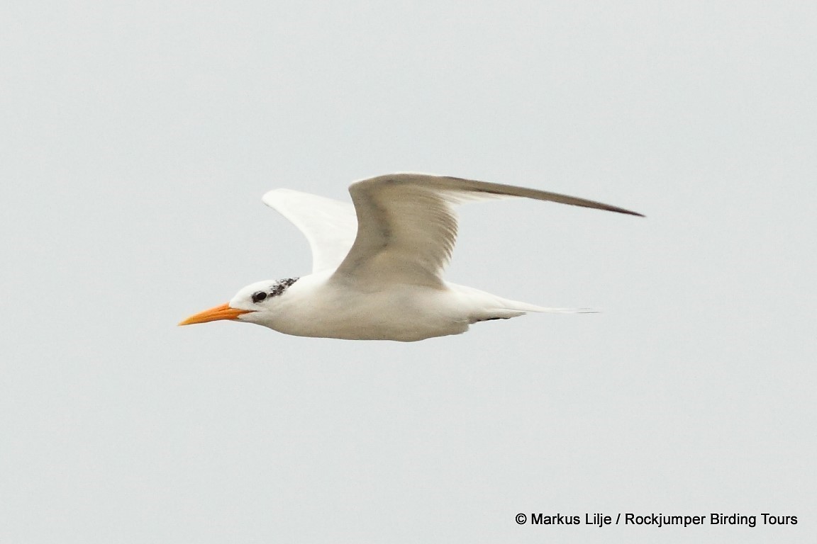 West African Crested Tern - Markus Lilje