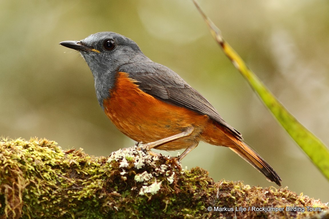 🔺🪨🕊️ “Geometry on Stone — Drawn by a Bird”📐🪨🟥 In the quiet of a  moss-covered forest, a red bird stands alone on a sunlit rock. It doesn’t  sing. It doesn’t fly. It draws. With its beak dipped in sap or ..., image size:1152x768
