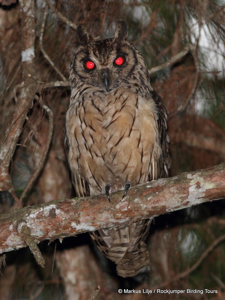 Madagascar Owl - ML206161891