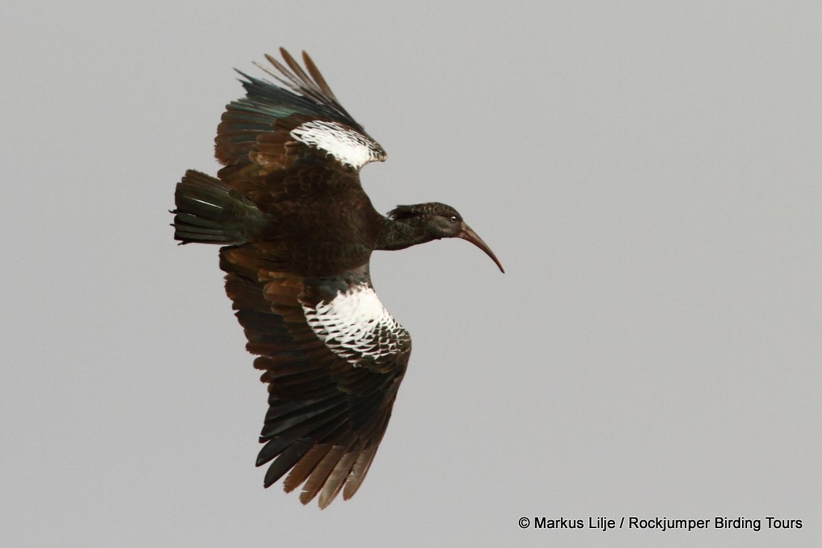 ibis etiopský - ML206162011