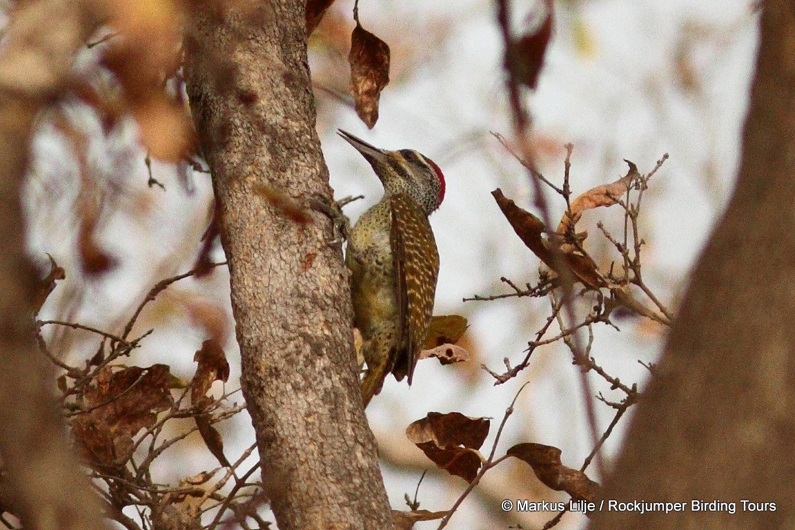 Fine-spotted Woodpecker - ML206162121
