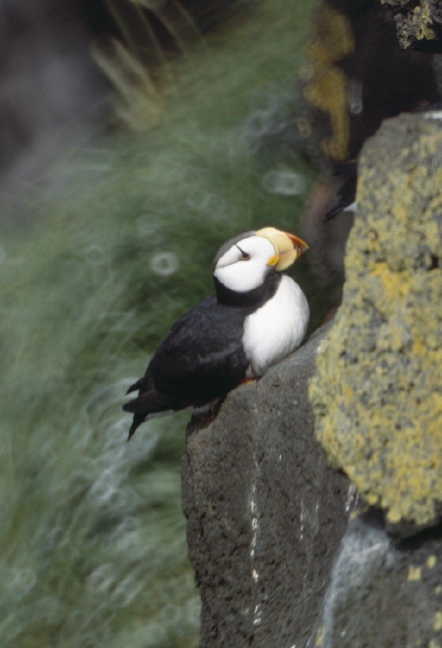 Horned Puffin - Anonymous