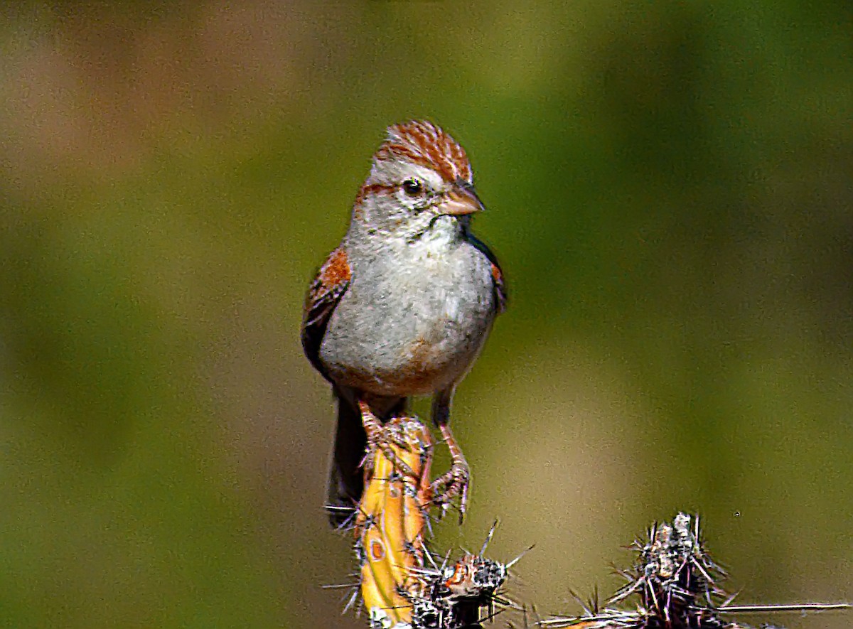 Rufous-winged Sparrow - Mike Ross