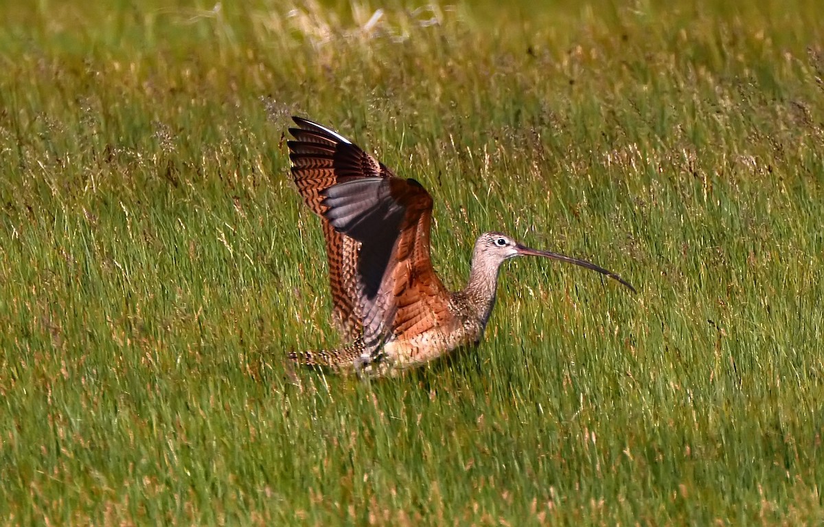 Long-billed Curlew - ML206163171