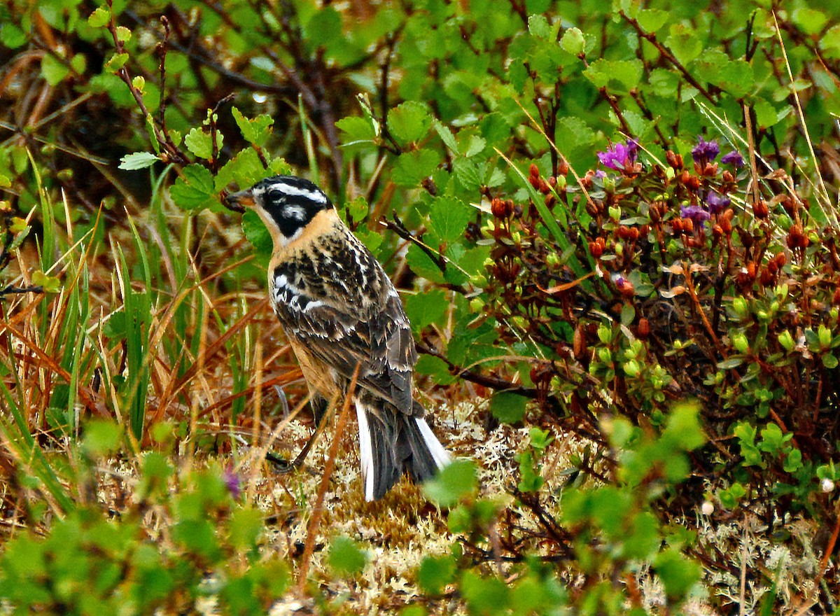 Smith's Longspur - Mike Ross