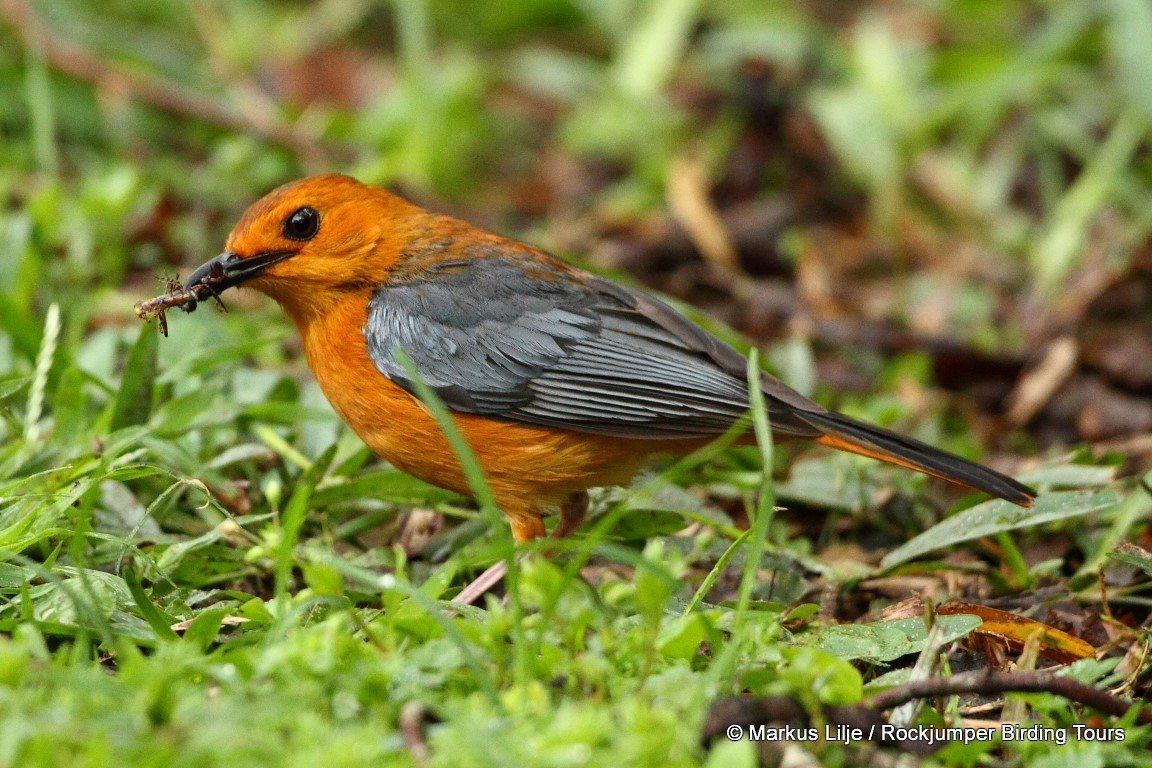 Red-capped Robin-Chat - ML206163351