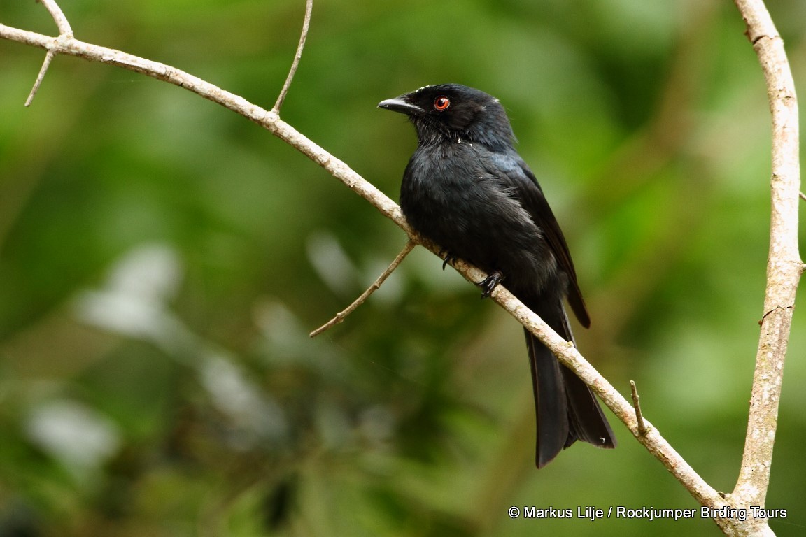 Square-tailed Drongo - ML206163401