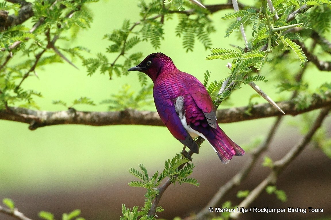 Violet-backed Starling - ML206163451