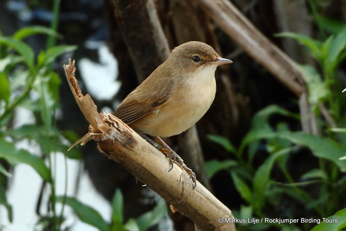 Common Reed Warbler (African) - ML206163471