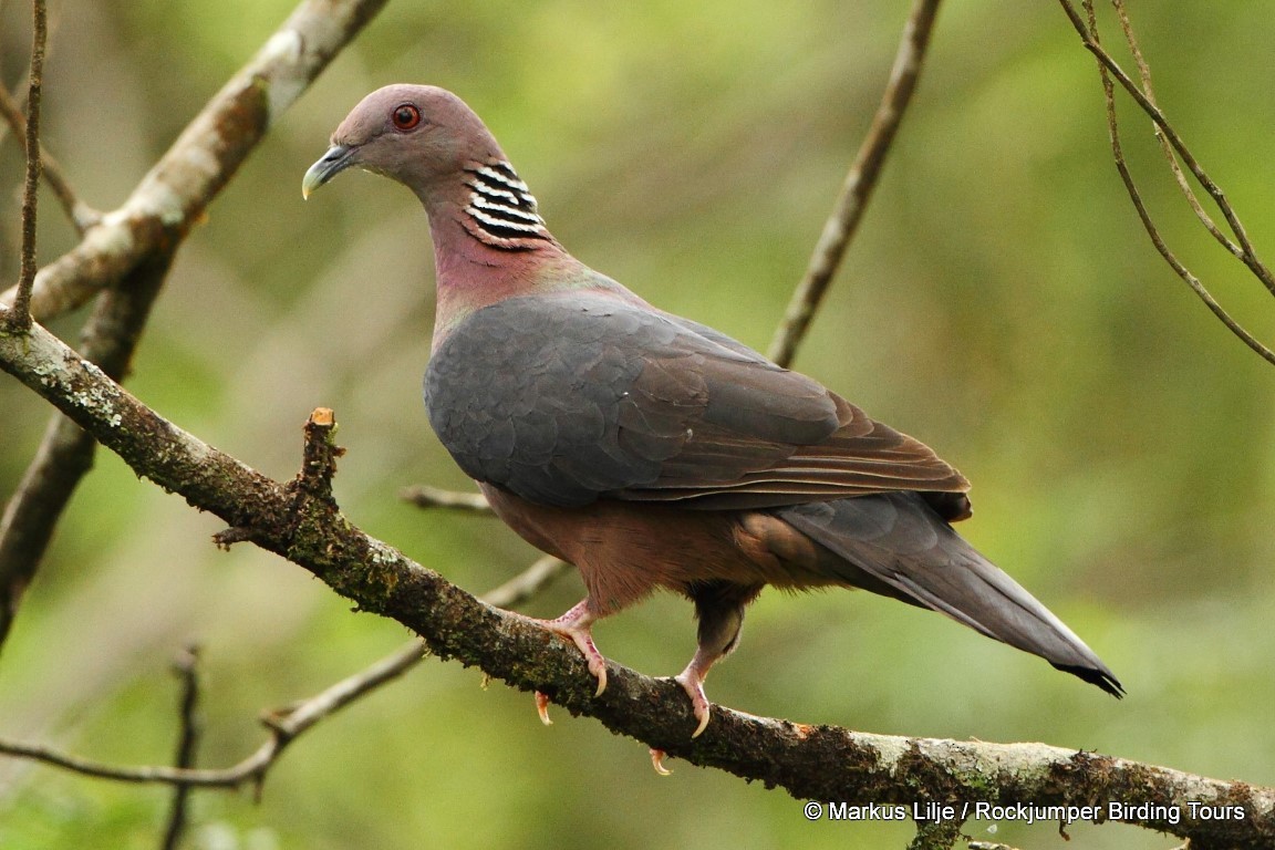 Sri Lanka Wood-Pigeon - Markus Lilje
