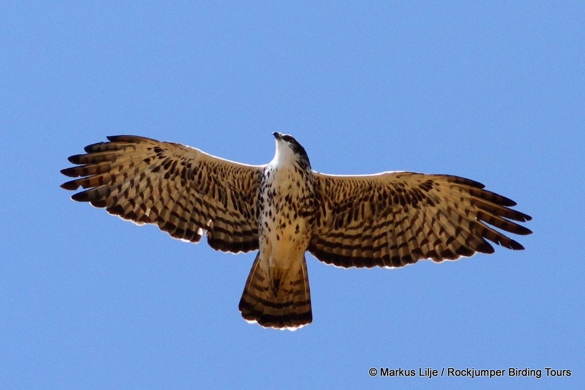 Ayres's Hawk-Eagle - Markus Lilje
