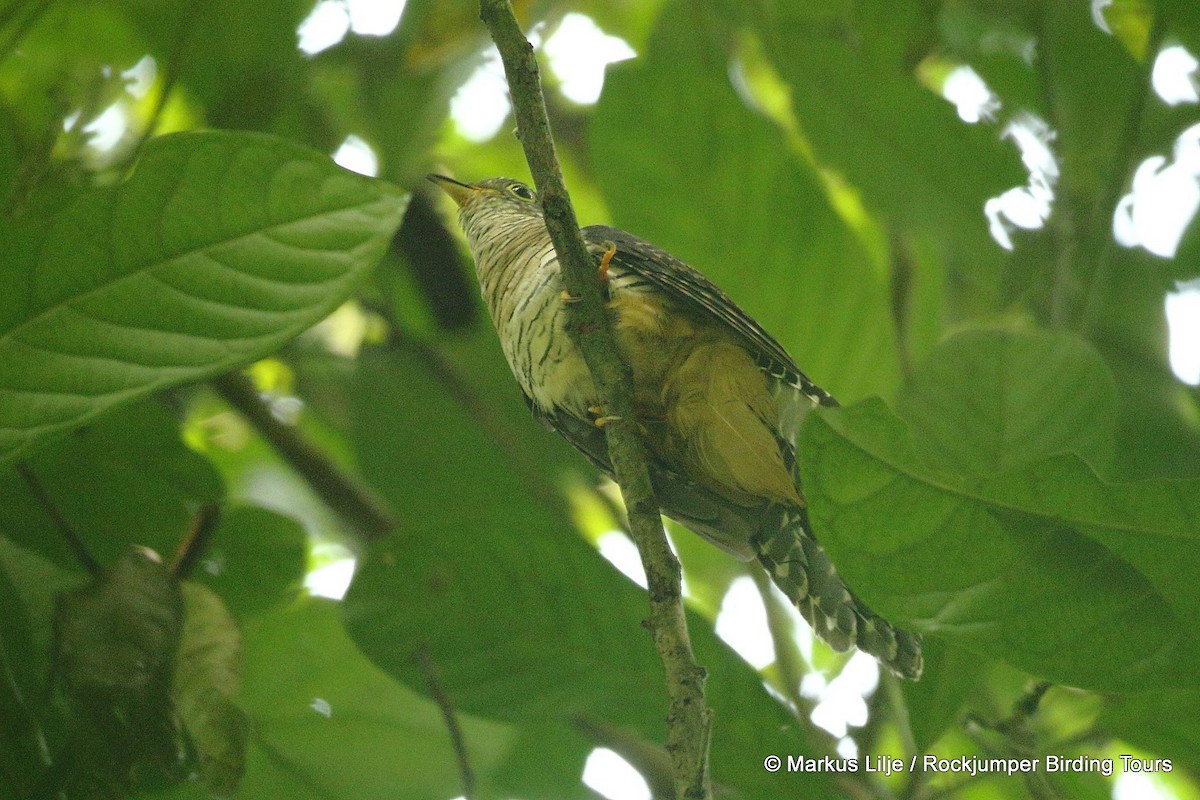 Dusky Long-tailed Cuckoo - ML206163721