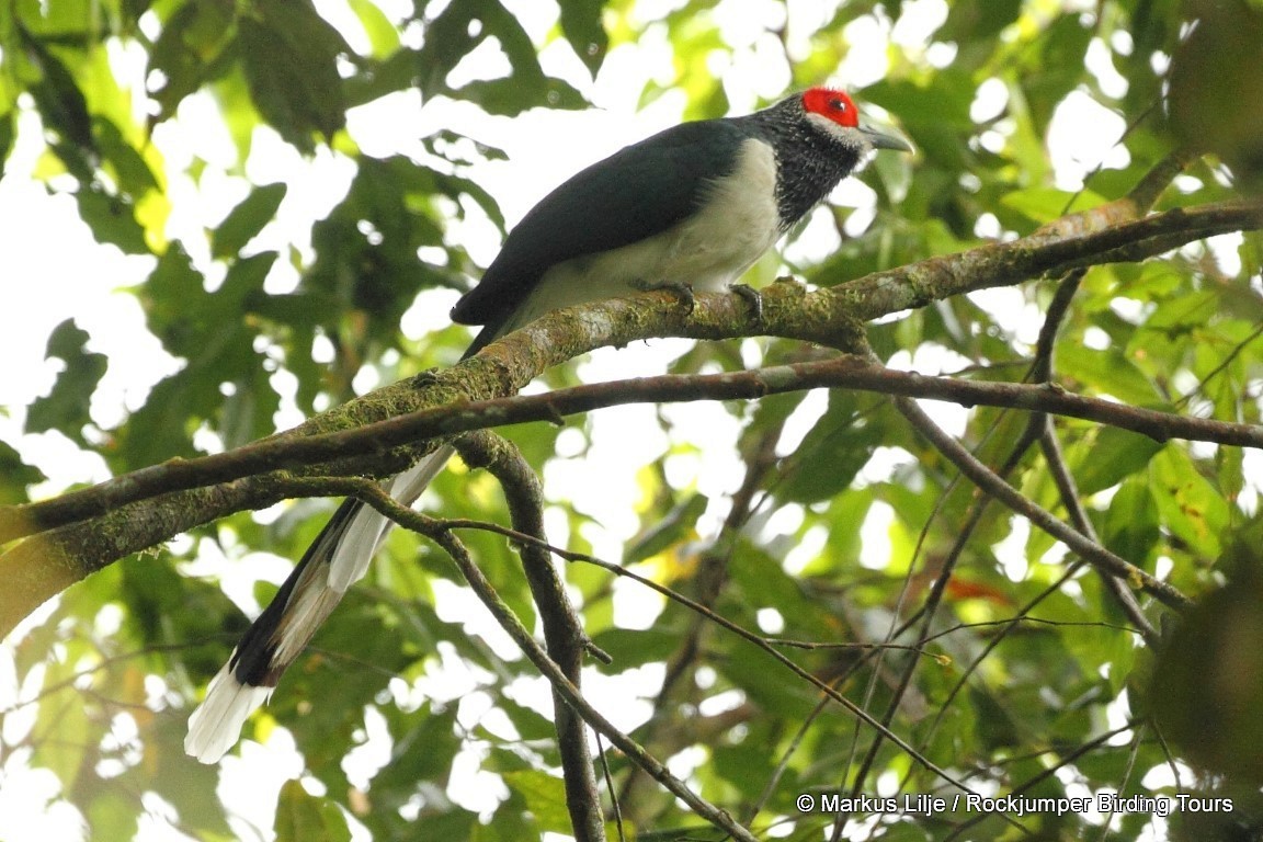 Red-faced Malkoha - ML206163831