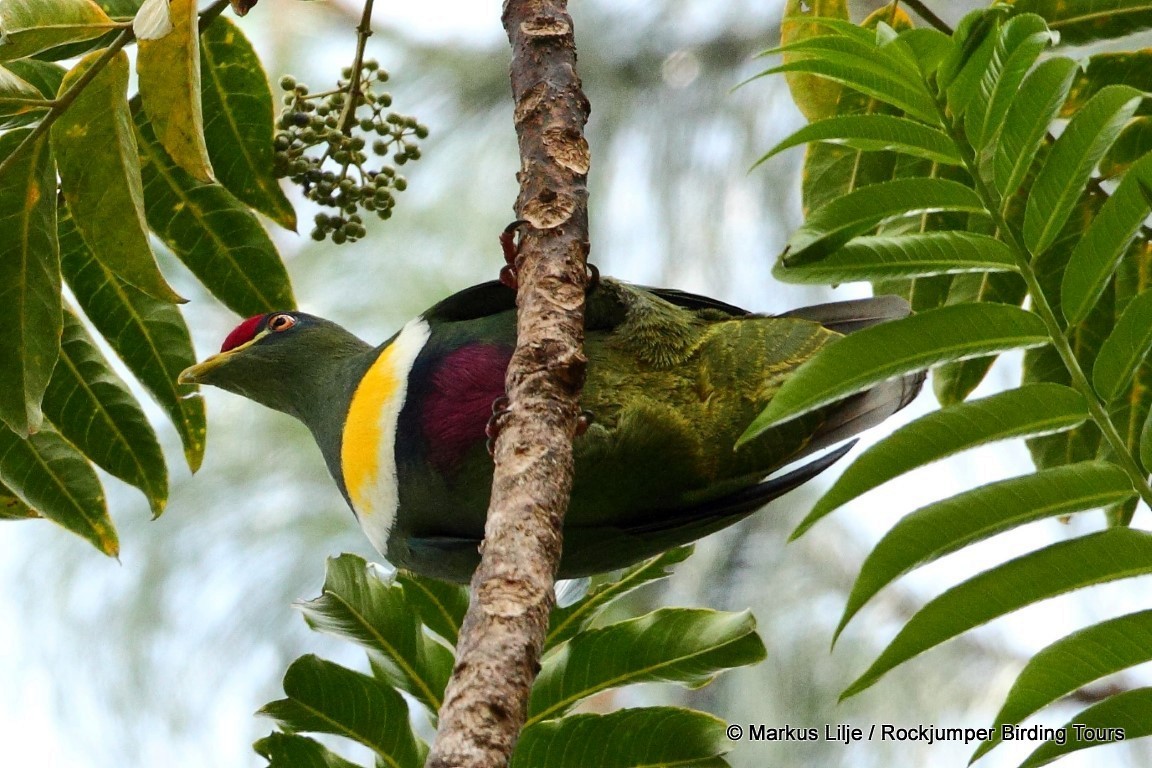 White-breasted Fruit-Dove - ML206163981