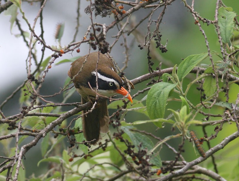 Brown-crowned Scimitar-Babbler (albogularis Group) - Peter Ericsson