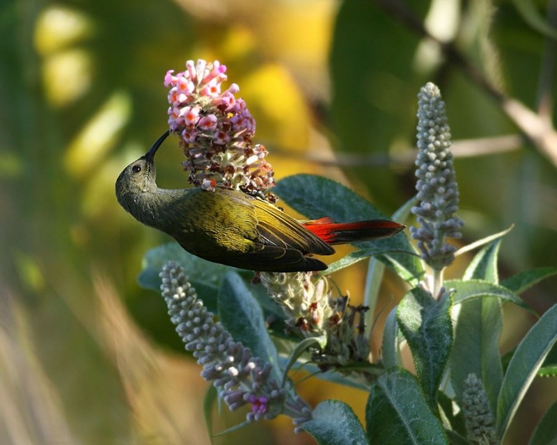 Fire-tailed Sunbird - Peter Ericsson
