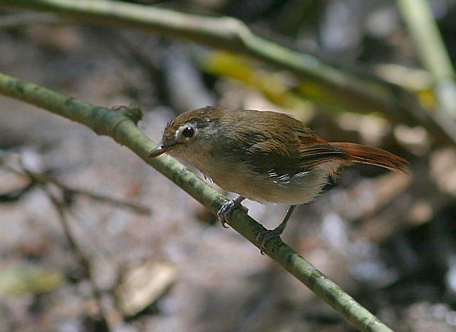 Sooty-capped Babbler - Peter Ericsson