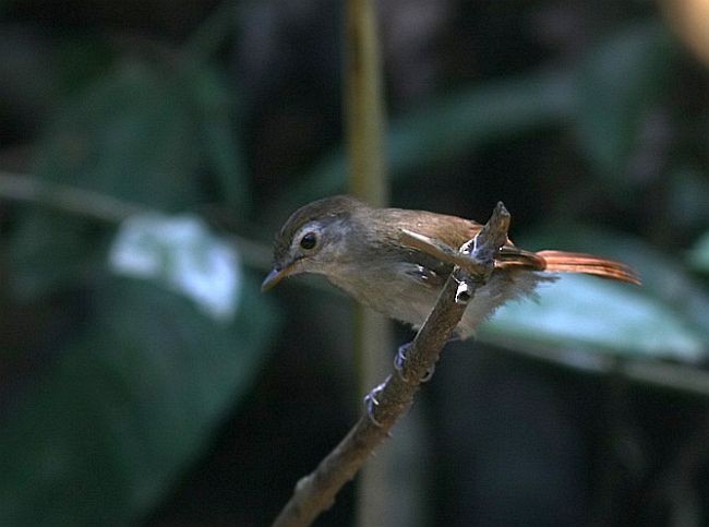 Sooty-capped Babbler - Peter Ericsson