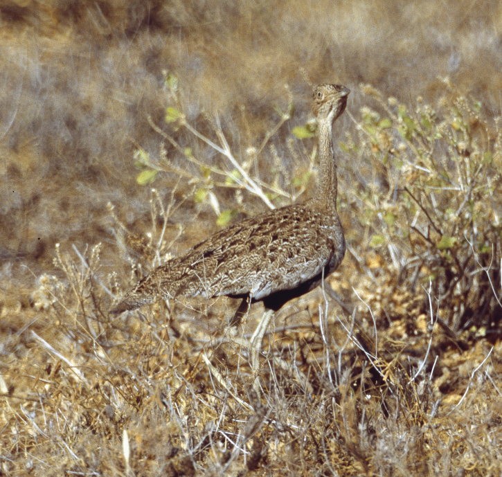Buff-crested Bustard - Anonymous