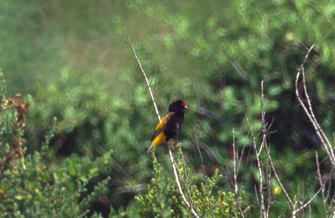 Fire-fronted Bishop - Anonymous