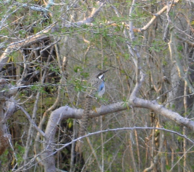 Long-tailed Ground-Roller - Anonymous