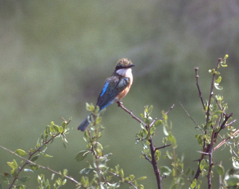 Somali Bee-eater - ML206164921