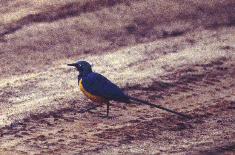 Golden-breasted Starling - ML206164951