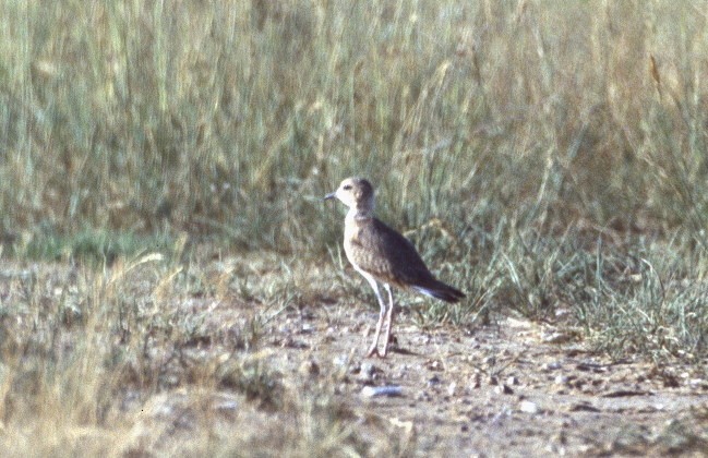 Mountain Plover - Anonymous