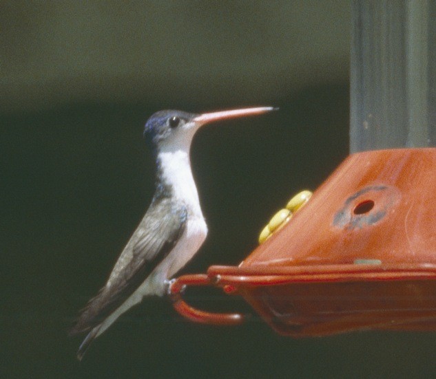 kolibřík fialovokorunkatý - ML206164971