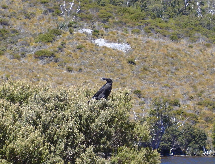 Black Currawong - Anonymous