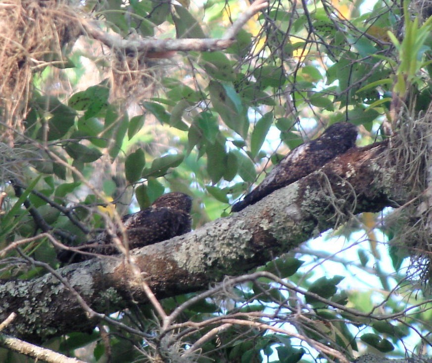 Short-tailed Nighthawk (Short-tailed) - Anonymous