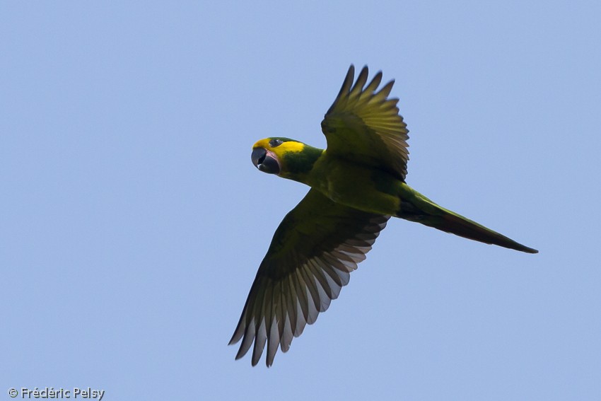 Yellow-eared Parrot - ML206165131