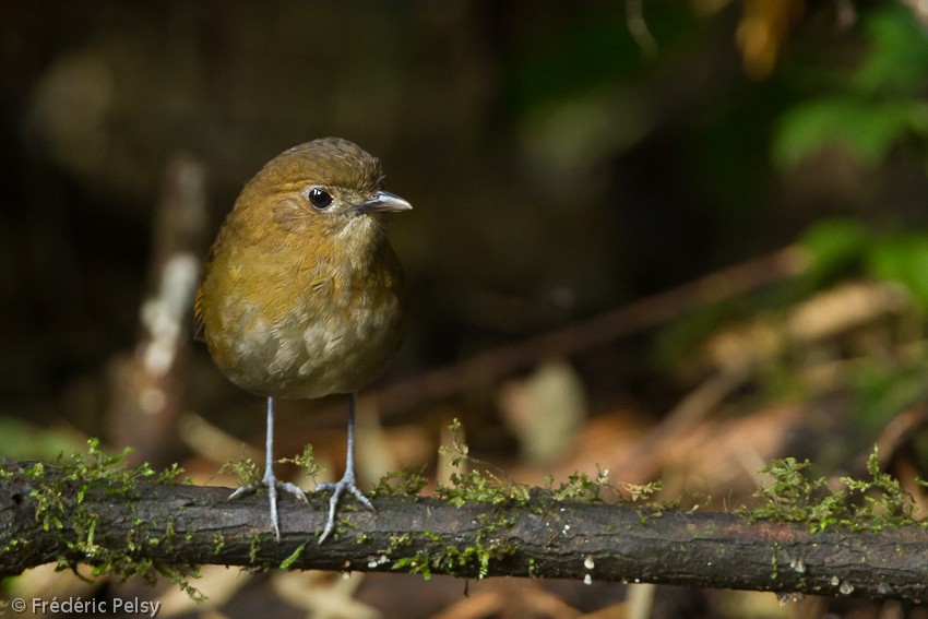 Brown-banded Antpitta - ML206165151