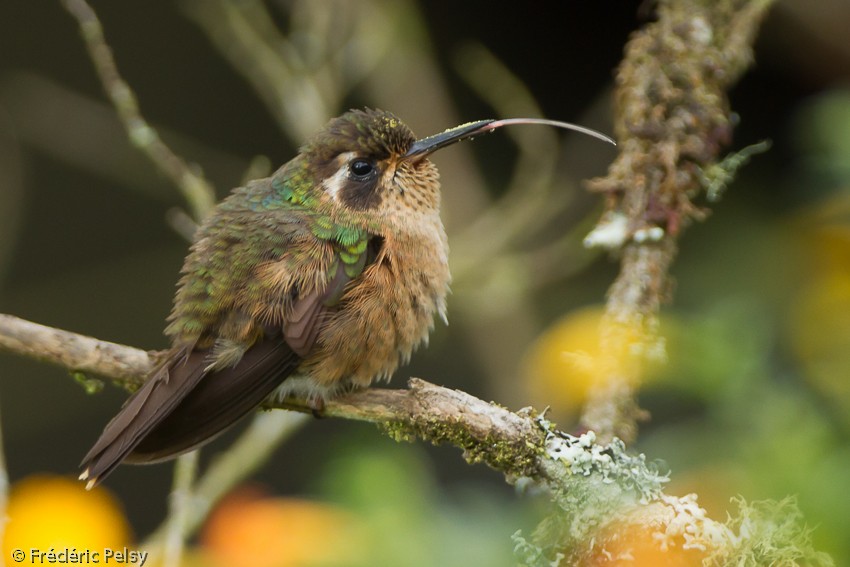 Speckled Hummingbird (melanogenys Group) - ML206165181