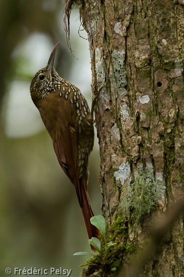 Montane Woodcreeper - ML206165201