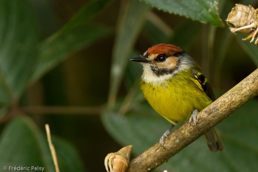 Rufous-crowned Tody-Flycatcher - Frédéric PELSY