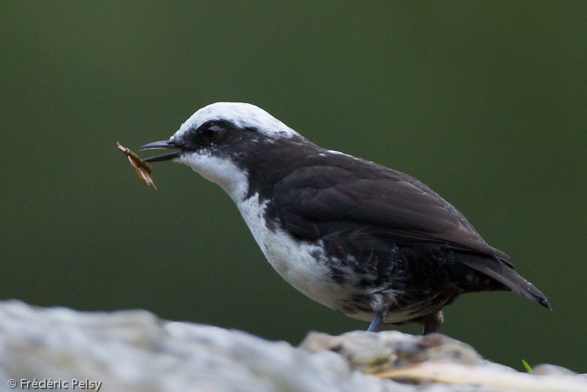 White-capped Dipper (White-bellied) - Frédéric PELSY