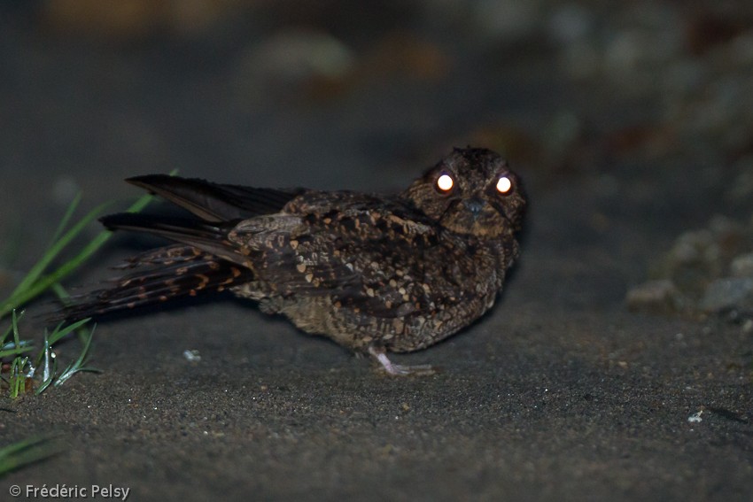 Lyre-tailed Nightjar - Frédéric PELSY