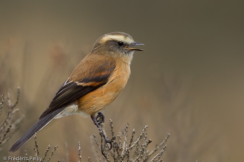 Brown-backed Chat-Tyrant - Frédéric PELSY