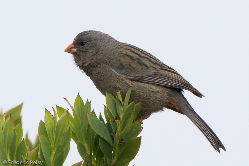 Plain-colored Seedeater - ML206165451