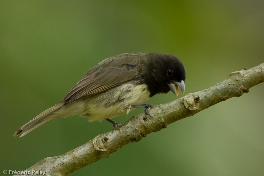 Yellow-bellied Seedeater - Frédéric PELSY