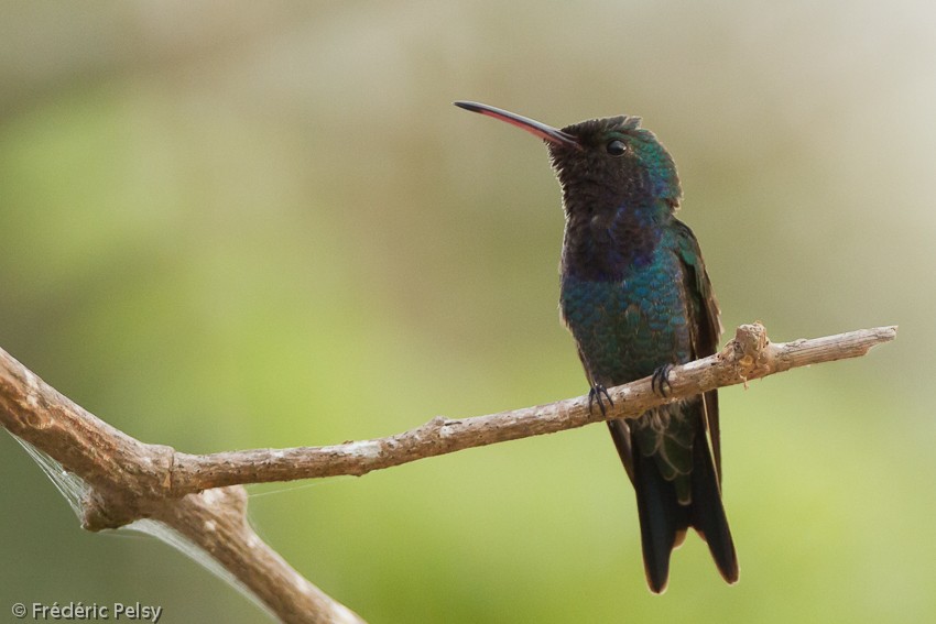Sapphire-bellied Hummingbird - Frédéric PELSY