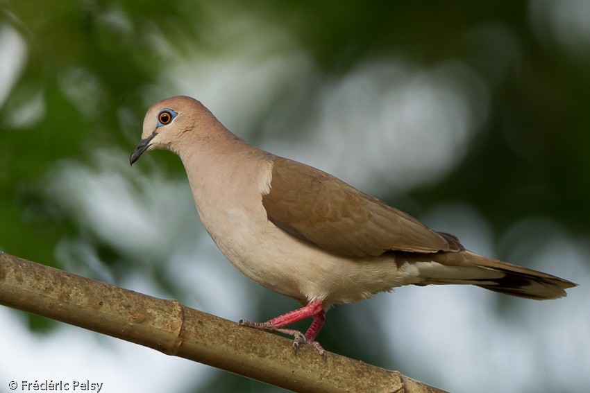 White-tipped Dove (White-tipped) - Frédéric PELSY