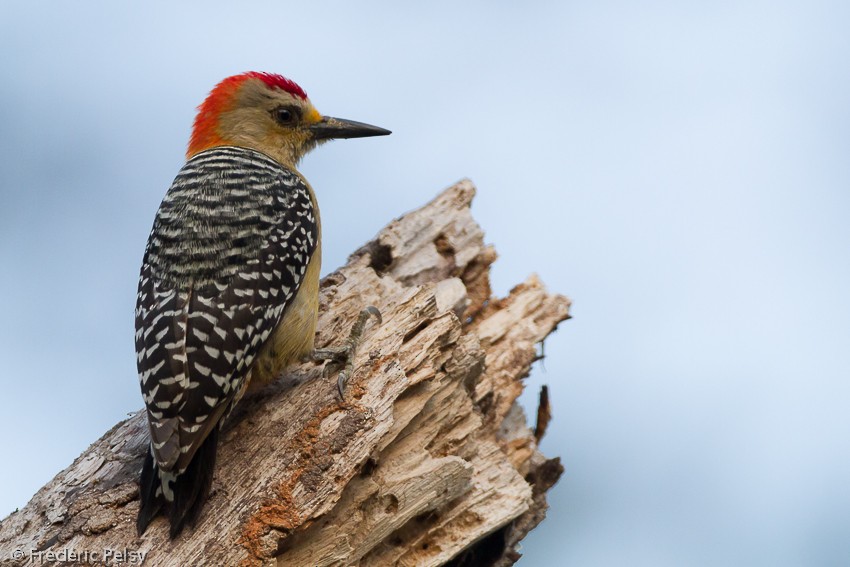 Red-crowned Woodpecker - Frédéric PELSY