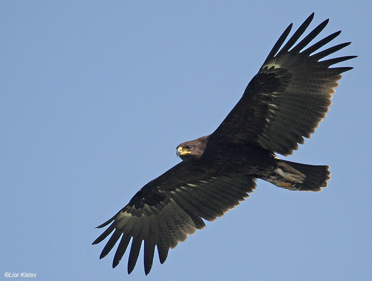 Greater Spotted Eagle - Lior Kislev