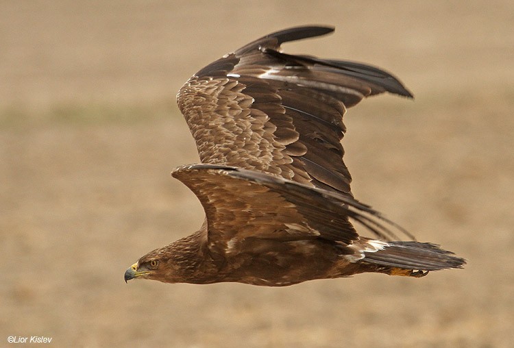 Lesser Spotted Eagle - Lior Kislev