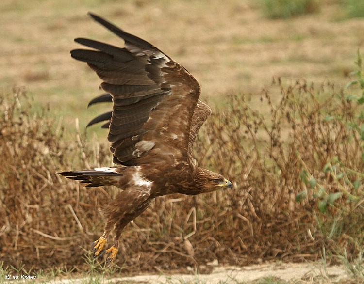 Lesser Spotted Eagle - ML206166261