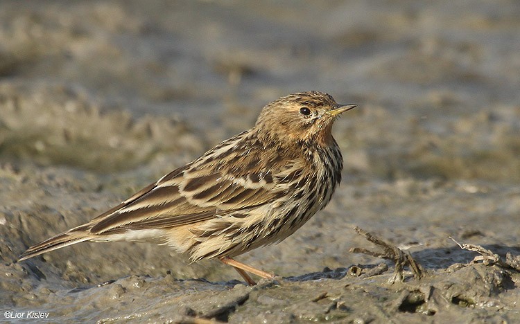 Red-throated Pipit - Lior Kislev
